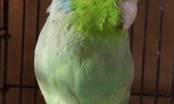 Young male, green split to yellow, proven breeder.
He chirps quietly all day long and often turns his head upside down to look around. He can be a bit feisty at times and will get louder when he wants your attention. In the short time I have had him he