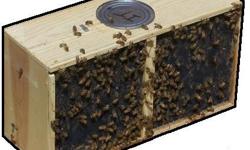 Now taking orders for package bees & 5 frame nucs for the spring of 2011. We also offer beekeeping supplies and have free beekeeping classes in the spring. Please e-mail or check out our website at www.harvestlanehoney.com.