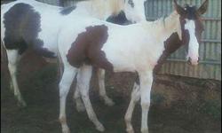 7 Month old, paint filly. Not reg..One blue eye.&nbsp;Halter broke. Gentle. Will make 15 to 15.2 hands. Have both parents.