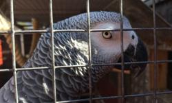 Hello due to moving to flat forces the sale of my pair of African greys. They are bonded &nbsp;For more information Contact us via Text at # 347 xx 879 xx 0722...