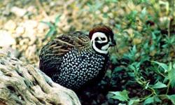 I have few Pairs of Mearns Quail for sale.Quails for sale are 2012 hatched.