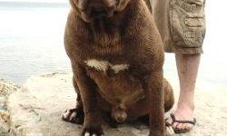 www.mindchangingkennel.com
In 2011 the Paladino Mastiff was created, combining 10 years of selective breeding using Mastiff and Terrier breeds. Created are a Fearless, Powerful, Agile, Sociable, and Family Protection Companions.&nbsp; The Paladinos has an
