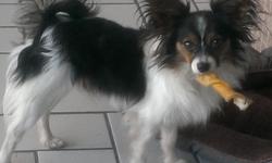 Papillons AKC. Male 16 Months Old. Currant on Shots,Neuter,very sweet like to go on&nbsp;walks he is around 7 lbs.&nbsp;