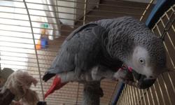 African grey time and good Character he is a male .he tolk lot in very good health .comes with bag of food and accessory . thanks
