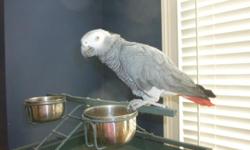 Male (DNA sexed) 12 year old African Grey Parrot for sale. Has a good vocabulary. Has some missing feathers at the back of his neck (when he was younger, he was timid so he got feather picked there). He is now confident and has great feathers otherwise.
