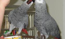 We sell hand raised well tamed talking (African
Grey,Cockatoo,conures,toun,Amazon and maw parrots) andndle tested fertile eggs with incubators for reasonable
Prices we have more than 30 species of parrots and eggs
Available.
Hyacinth maw egg
Afrin Grey