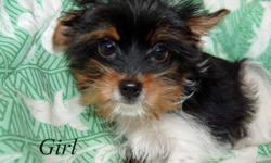 Parti color Yorkie female, Born Oct. 4th, AKC and Shots up to date. Will be Small full grown. Female $750 Parents on site. Call or text to 562 8961165 or 562 5223464
&nbsp;
