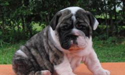 Passionate AKC English Bulldog Puppies. http://bulldogszone.hpage.com/&nbsp; Text (586) 315-3974&nbsp; Our babies are now ready for their new home and are coming with a health guarantee of one year. Get more details and pictures of the available babies