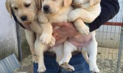 Pedigree Labrador Retriever Puppies male and female
got home trained and potty trained pups
&nbsp;
text :920 355 1062