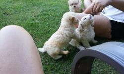 I have 4 male peekapoo puppies ready to go. They had first set of shots and dewormed. Parents on premises. Mom is a poodle minature ten lbs and dad is a toy peekapoo 10 lbs. They are great with other animals and kids. They would be great for kids who have