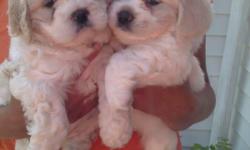 I HAVE 1 FEMALE PEEKAPOO PUPPIES THAT WERE BORN 4-28-11, THEY ARE READY TO GO JUNE 18TH..THEY ARE WHITE WITH TAN MARKINGS.,PARENTS ON PREMISES..DAD IS A 10 LB TOY PEEKAPOO AND MOM IS A 20 LB MINATURE PEEKAPOO. THEY HAVE BEEN RAISED WITH OTHER DOGS AND