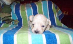 WE HAVE TWO VERY ADORABLE MALE PUPPIES. ONE IS WHITE WITH CREAM COLOR PARTI SPOTS, THE OTHER IS BISCUIT COLOR WITH A WHITE LINE UP HIS FORHEAD. THEIR MOTHER IS MINIATURE POODLE AND DAD IS PEKINGESE. THESE BOYS ARE FOUR WEEKS OLD. PRESPOILED,KID TESTED BY