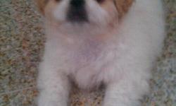 2 Months Old
Had First Shots
4 Lbs.
White/Light Brown
Must See
Serious Buyer please Call : 808-388-0051
