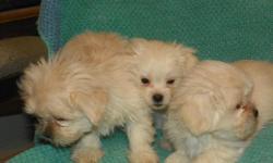 Pekingese/Maltese female pups, born Oct 31. Has had first and second&nbsp;shots and wormings. Mother weighs 9 lbs, father weighs 8 lbs. 175.00 cash email is janetk58@hotmail.com