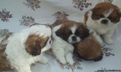 Our Pekingese Puppies are now ready for there new homes. They are AKC registered, they are 8 weeks old. They have had there first set of shots, potty pad trained.
They are 2 boys and 2 girls.
Mom is 12 pounds Dad is 20 pounds. They are alot smaller than