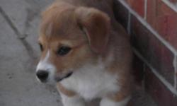 I have 3 happy, healthy, active farm raised corgi pups for sale.&nbsp; Available 1 female and 2 males out of a litter of 6, they are red/white.&nbsp; They are current on vaccinations for their age and worming.&nbsp; The dam and sire are AKC and active