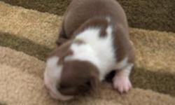 Candy is a very pretty female. She is AKC. Candy will be u/t/d/ on worming and shot. Born on 3-21-11. mother is r/w small, dad is b/w small. if interested call 318-428-2728. thanks shelbie
