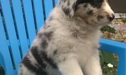 Hello There Folks! I'm Pepsi, the sweet merle male Australian Shepherd. I was born on May 10, 2016 and I will be ready to go to my new home around July 4, 2016. I am the most adorable little pup ever? They're asking $995.00 for me. I'll come with shots,
