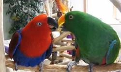 Couple perroquets eclectus disponibles,male et femelle,dispo avec cage