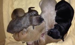 Perros chihuahua, nacidos el 8 de dicienbre, les pongo una foto de la mama :p... Dos hembras y dos machos... No tienen rabo o colita.