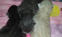 Kittens are here ! we are 1 blue female persian, 1 blue male , and 1 blue point male. We own mom and dad and kittens can be regristered. They will be dollface . please contact for more info.