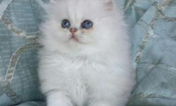 Persian kittens for good and caring home . They have very good temperament with kids and other kittens, very playful. They are up to date on all their shots and they will be coming with their health papers, playing toys, blanket, menu booklet and vet