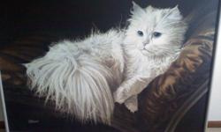 Beautiful 61"X 49" Oil Canvas of a Persian Cat laying on a velvet pillow.
Oil is from the ArtMaster Studios of San Fernanado California and the
artist is Letterman