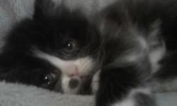 I have a beautiful little black & white bicolor persian kitten for sale. I was planning to keep her and even named her but my husband pointed out that I have more than enough already. (six is not a lot by the way)
She was born 10/1/10 and has her first