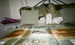 persian kittnea 8 wks 3 whites 2 reds 1 blue [gray] family raised never caged very nice faces very social
