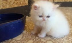 Blue eyed white Persian Kittens. They are in excellent health, friendly and spoiled. Will come with first shots & worming. Health Guarantee included.text us at (949) 440-1331