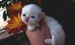 Hi... persian kittens available prices vary 350-600.please call for more info...located in ne portland 971-229-0440 OR 503-975-9770