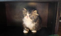 Gorgeous Persian kittens available Black&nbsp;Smoke&nbsp; female, blue smoke female and tabby & wht&nbsp;male
Ready now have 1st shots and deworm.
&nbsp;