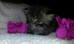 CFA persian kittens Ready June 15th 1 Black Smoked Female 1 Black Tabby Male First round of vaccination/dewormed Raised in cageless loving home Do not ship Deposit to hold Text or call 3176258144