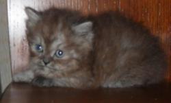 Beautiful Healthy Lovable Kittens raised by our family for your family. Kittens come with lots of TLC, Vet checked (health quarantee) 1st shots, wormed. We have a variety of colors to choose from, including a rare Chocolate smoke female, brown torti, blue