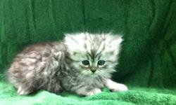 3 Male Persian Kittens born on 4-10-11. UTD on shots. Call to set up an appt to meet them!
Call/Text: 262-994-3007Â­
** Credit Cards Accepted (Visa/MaterCard)Â­
** Shipping Avaiable