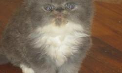 I have 4 beautiful fluffy Persian kittys 1F Dilute ,1F Blue, and 2 M Blue & White Just adorable. Will have 1st shots & health certificate.Taking deposits. Will be ready June 16th.These sweet babies won't last long. Hurry and take your pick. The kitty's