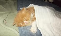 REGISTERED PERSIAN KITTENS: 2 RED MALES for sale.
PKD NEG! &nbsp;MULTIPLE CHAMPTION AND GRAND CHAMPIONS in their pedigree.
Nathan and Elisha look like twins but act like polar opposites. &nbsp;Nathan loves to explore and
look around while Elisha likes to