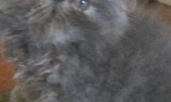 I have 3 beautiful fluffy Persian kitty's. 2 Blue (gray) males and 1 female mostly gray with a little white on 2 paws. Just adporable. They are very loveable and great with people. They will have thier first shots. They are now 10 weeks old, and ready for