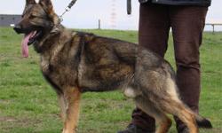 Green dual purpose police dog available. Imported from Czech Republic. Dog has tremendous ball drive. He will go anywhere to get his ball, over any surface and climb onto, over and through anything. He is confident in bite-work and tracking. He has not
