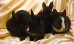 Dwarf Bunnies are black with white noses, Lionhead Bunnies are all colors.
All can go at 8 weeks of age. Have a few cages & feed as well, if needed.
No Shipping, central Illinois must pickup.