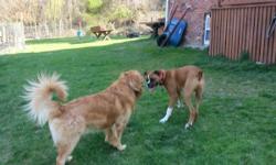 I offer a loving and caring evironment for your dogs, from the comfort of my home, offers a large yard safe for your pets to play/exercise, over 5 feet high fenced in. your pets will have the run of the house as well,I have been raising dogs my whole