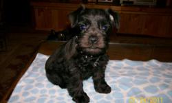 PETITE MINI SCHNAUZERS - 8 weeks old - 3 males - Black and Tan - Tan - Black - Ears/Tails/Dews/Wormed/Shots - Crate Trained - Using Training Pads - Ears are just starting to raise - have had first grooming. Cute as a can be, loveable. Eating Blue Buffalo