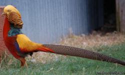 I have three pairs of Red Golden pheasants and two pairs of Yellow Golden pheasant for sale. All birds are in good condition and have just started coloring. If interested email me for more details.
