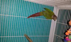 conures are fairly quiet making them great apartment birds.Green Cheeks are Wonderful little parrots that are most playful and loving. They are curious, energetic and great companions.
I can be reached at 31six-eight80- 239three for more information.