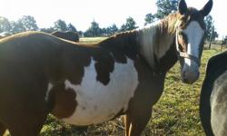 Cheyenne is a beautiful sorrel and white 6 yr old mare, gentle. Broke to ride but has not been rode for a couple of years.&nbsp; Has had one foal 2 years ago, is a great mother. Can be regestered with Pinto Association.&nbsp; Call or txt. Jan at --.