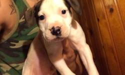 It's a male he's 2months old .7086794573
