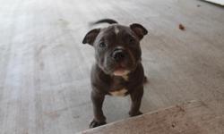 blue bully for sale son to daxline Primo 2 months old ear cropped shots up to date&nbsp;
contact Tony 310 864-3817 for info