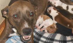 &nbsp;
These 8 puppies were born into rescue on August 14, 2012. &nbsp;Their mom is a Pit Bull mix, who is medium sized. &nbsp;Dad was unknown. &nbsp;&nbsp;
&nbsp;
They will be ready to leave after October 9th, at 8 weeks of age. They will be vaccinated