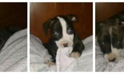 Pit Bull puppies 8 weeks old, one blue female, one brindle female, one reverse brindle male. Both parents are pure bred but no papers. Good responsible owners only. Price is negotiable for a loving home. Text messaging preferred for contact.