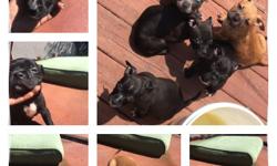 shots and deworming are up to date . 3 black puppies with black father and mother . Born on Labor Day and are about 7 weeks old . Very active .&nbsp;contact me by CALLING : (708)528-0827 . $300-350 or best offer &nbsp;... Located in the Chicago Hieghts